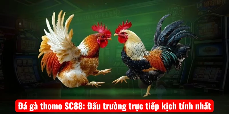 Đá gà thomo SC88: Đấu trường trực tiếp kịch tính nhất